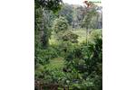 PANAMA: Wunderschönes Grundstück in Strandnähe - Grundstück Bocas del Toro Playa Paunch | Angebot:1735943
