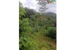 COSTA-RICA: Farm mit 31 ha, schönen Wasserfällen und viel Urwald bei la Julieta - Grundstück Costa Rica | Angebot:2885927