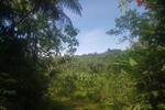 COSTA-RICA: Urwald Farm mit 31 ha Farm, Wasserquellen, Bächen bei Cahuita-Carbon - Grundstück Costa Rica | Angebot:2885929