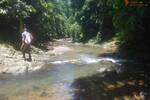 COSTA-RICA: Urwald Farm mit 31 ha Farm, Wasserquellen, Bächen bei Cahuita-Carbon - Grundstück Costa Rica | Angebot:2885929