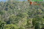 COSTA-RICA: wunderschöne Naturfarm von 164 ha, mit vielen Wasserfällen und Urwald - Grundstück Golfito - Pazifik Süd Pazifik Süd | Angebot:2885935