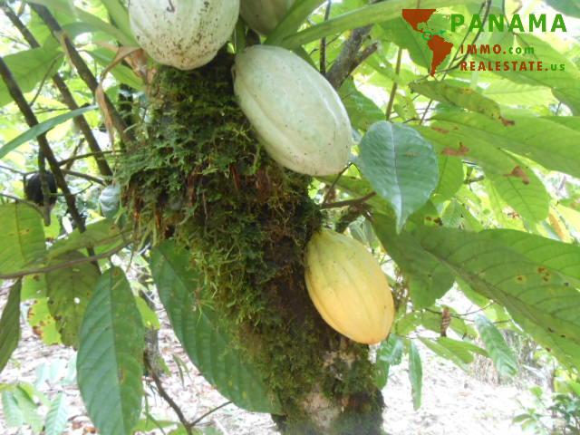 COSTA-RICA: 75 ha Kakao Farm bei Piedras Blancas de Osa - Grundstück Costa Rica | Angebot:2885928