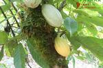 COSTA-RICA: 75 ha Kakao Farm bei Piedras Blancas de Osa - Grundstück Costa Rica | Angebot:2885928