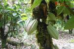 COSTA-RICA: 75 ha Kakao Farm bei Piedras Blancas de Osa - Grundstück Costa Rica | Angebot:2885928