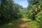 COSTA-RICA: Urwald Farm mit 31 ha Farm, Wasserquellen, Bächen bei Cahuita-Carbon - Grundstück Costa Rica | Angebot:2885929
