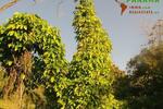 Paraguay: Natur belassenes Grundstück mit individueller Neubebauung - Bungalow Piribebuy | Angebot:1735941