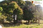 Paraguay: Natur belassenes Grundstück mit individueller Neubebauung - Bungalow Piribebuy | Angebot:1735941