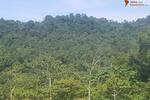 COSTA-RICA: Urwald Farm mit 31 ha Farm, Wasserquellen, Bächen bei Cahuita-Carbon - Grundstück Costa Rica | Angebot:2885929