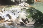 COSTA-RICA: Urwald Farm mit 31 ha Farm, Wasserquellen, Bächen bei Cahuita-Carbon - Grundstück Costa Rica | Angebot:2885929