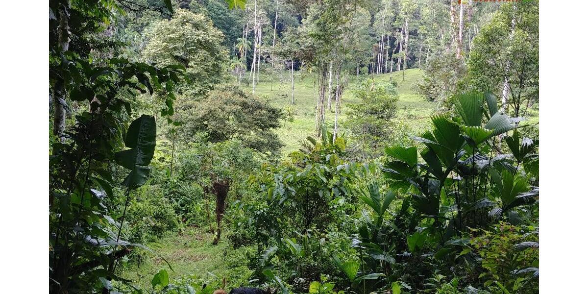 PANAMA: Wunderschönes Grundstück in Strandnähe - Grundstück Bocas del Toro Playa Paunch | Angebot:1735943