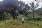 COSTA-RICA: Farm mit 31 ha, schönen Wasserfällen und viel Urwald bei la Julieta - Grundstück Costa Rica | Angebot:2885927