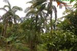 COSTA-RICA: 75 ha Kakao Farm bei Piedras Blancas de Osa - Grundstück Costa Rica | Angebot:2885928