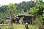 COSTA-RICA: 75 ha Kakao Farm bei Piedras Blancas de Osa - Grundstück Costa Rica | Angebot:2885928