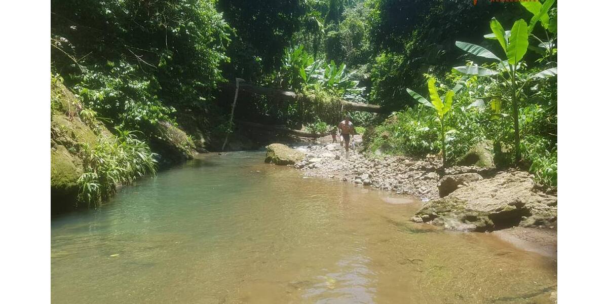COSTA-RICA: Urwald Farm mit 31 ha Farm, Wasserquellen, Bächen bei Cahuita-Carbon - Grundstück Costa Rica | Angebot:2885929