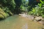 COSTA-RICA: Urwald Farm mit 31 ha Farm, Wasserquellen, Bächen bei Cahuita-Carbon - Grundstück Costa Rica | Angebot:2885929