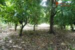 COSTA-RICA: 75 ha Kakao Farm bei Piedras Blancas de Osa - Grundstück Costa Rica | Angebot:2885928