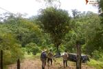 COSTA-RICA: 75 ha Kakao Farm bei Piedras Blancas de Osa - Grundstück Costa Rica | Angebot:2885928