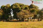 Paraguay: Natur belassenes Grundstück mit individueller Neubebauung - Bungalow Piribebuy | Angebot:1735941