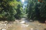 COSTA-RICA: Urwald Farm mit 31 ha Farm, Wasserquellen, Bächen bei Cahuita-Carbon - Grundstück Costa Rica | Angebot:2885929