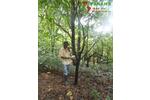 COSTA-RICA: 75 ha Kakao Farm bei Piedras Blancas de Osa - Grundstück Costa Rica | Angebot:2885928