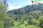 COSTA-RICA: 75 ha Kakao Farm bei Piedras Blancas de Osa - Grundstück Costa Rica | Angebot:2885928